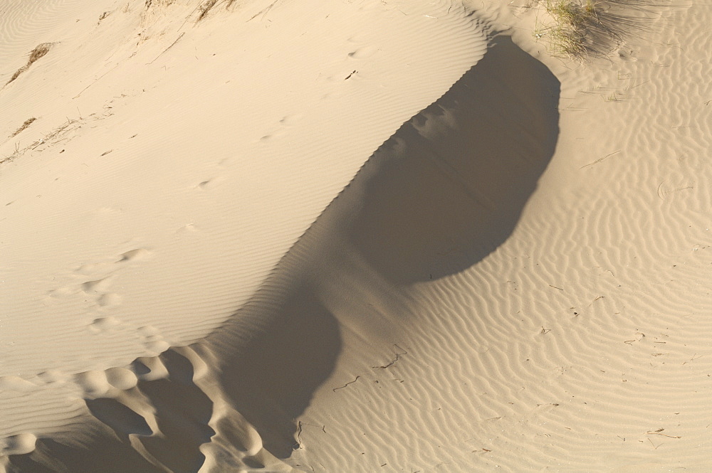 Ynyslas dunes, National Nature Reserve, Ceredigion, Wales, UK, Europe