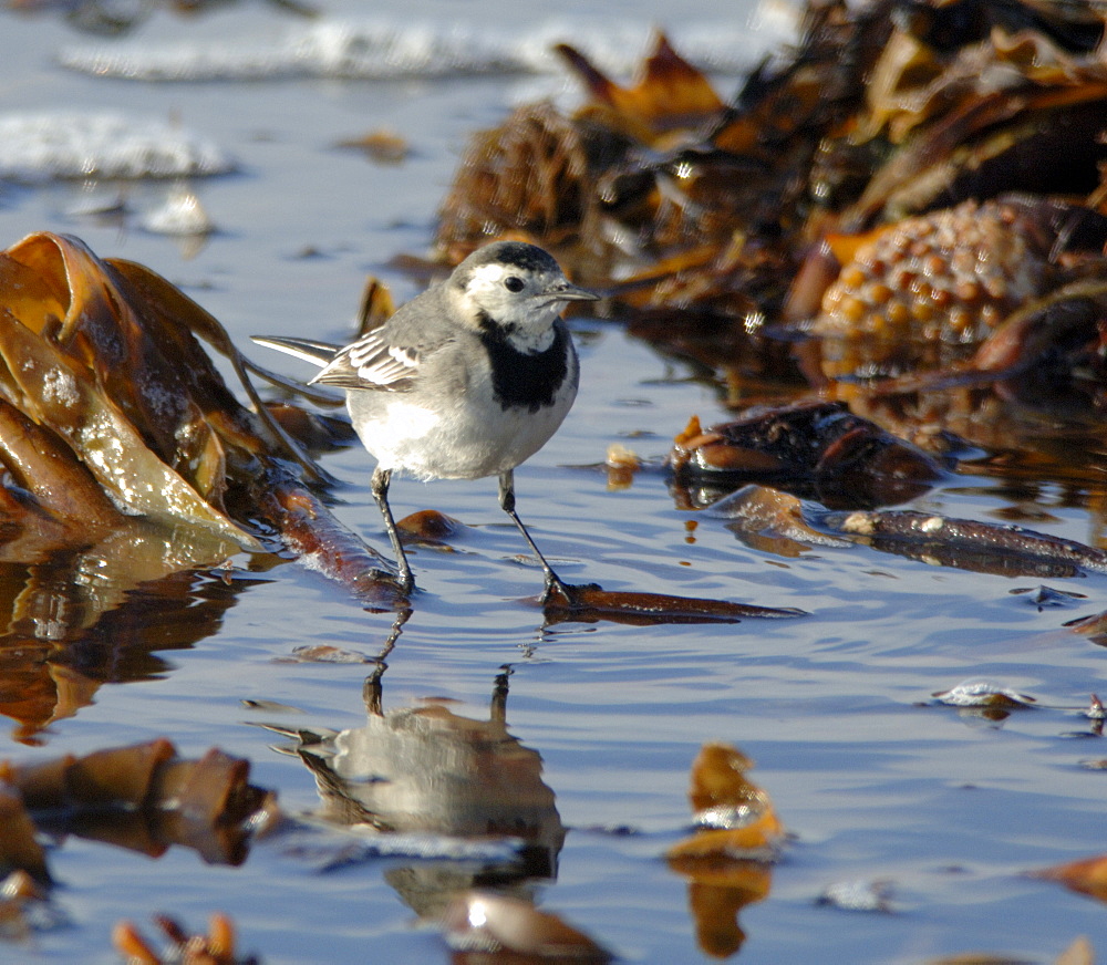 Pied wagtail, Motacilla alba, feeding on shoreline     (rr)