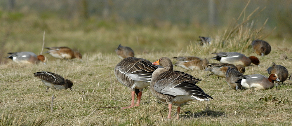 Geese, Llanelli Wildlife and Wetland Centre