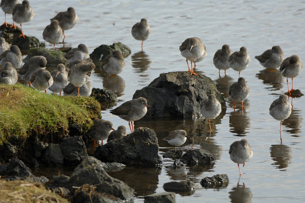 Redshank, Llanelli Wildlife and Wetland Centre