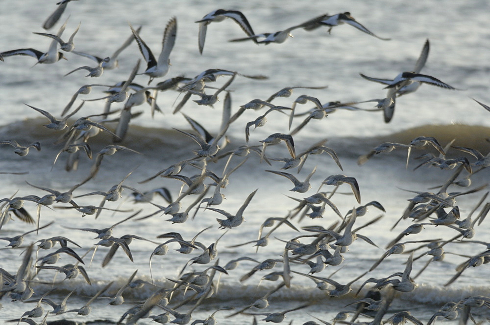 Flock of greenshank, St. Ishmaels, Cardigan Bay