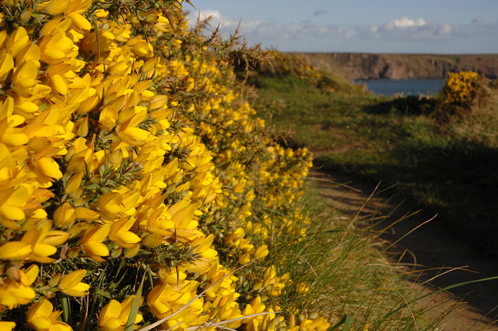 Gorse (Ulex europaeus) growing along the footpath to Marloes Sands, Marloes, Pembrokeshire, Wales, UK, Europe