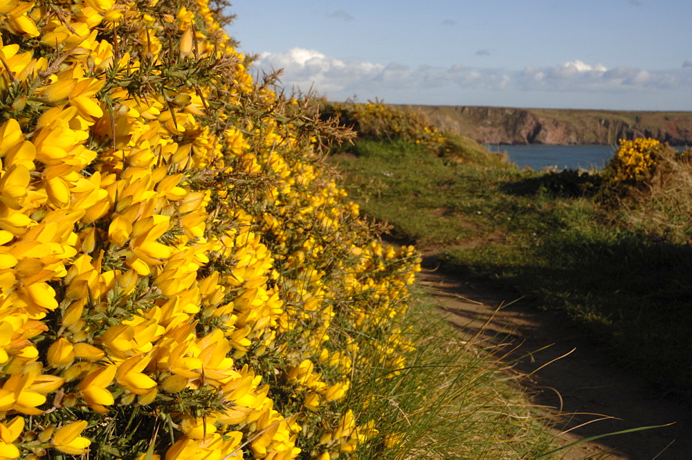 Gorse (Ulex europaeus) growing along the footpath to Marloes Sands, Marloes, Pembrokeshire, Wales, UK, Europe