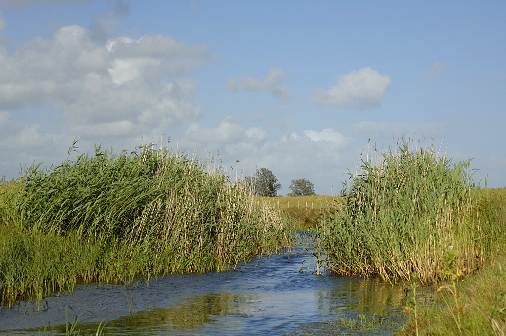 Reen, Newport Wetlands National Nature Reserve, Newport, Wales, UK, Europe