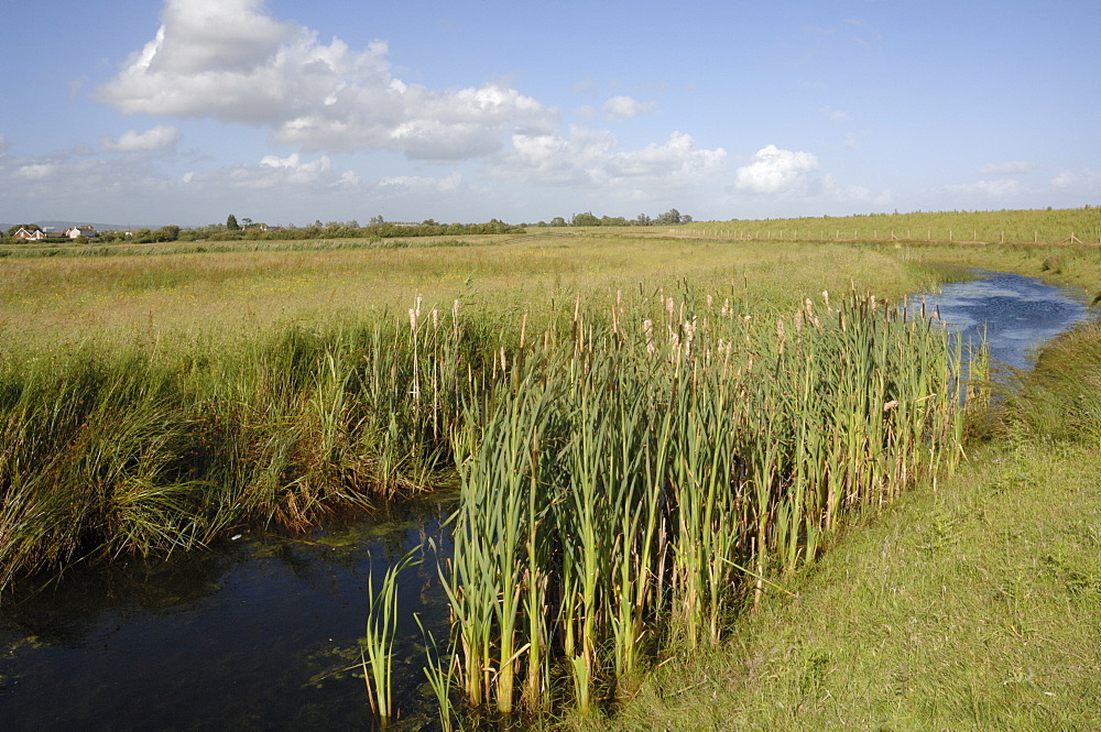 Great Reedmace Typha latifolia Reen, Newport Wetlands National Nature Reserve, Newport, Wales, UK, Europe