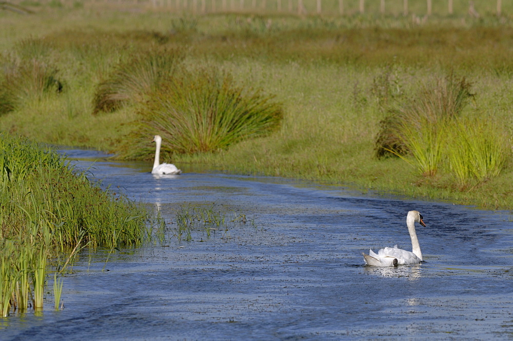 Mute swan Cygnus olor Newport Wetlands National Nature Reserve, Newport, Wales, UK, Europe