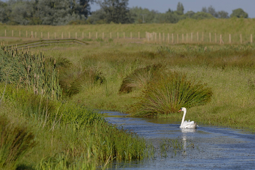 Mute swan Cygnus olor Newport Wetlands National Nature Reserve, Newport, Wales, UK, Europe