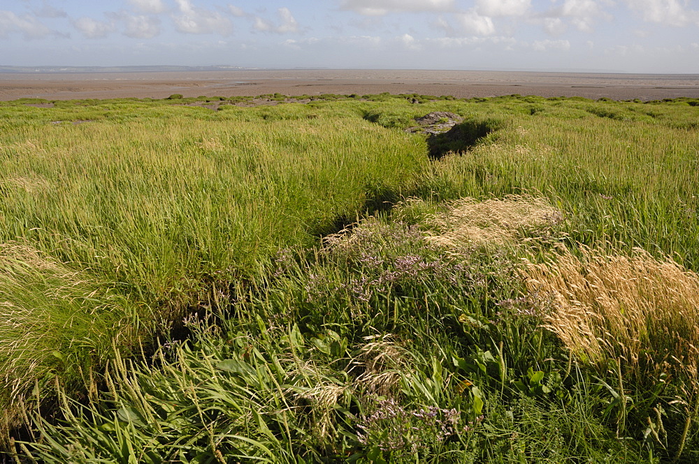 Saltmarsh, Goldcliff, Gwent Levels, Newport, Wales, UK, Europe