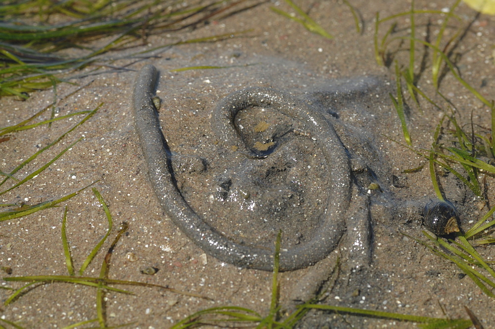 Lugworm cast, Angle Bay, Milford Haven, Pembrokeshire, Wales, UK, Europe