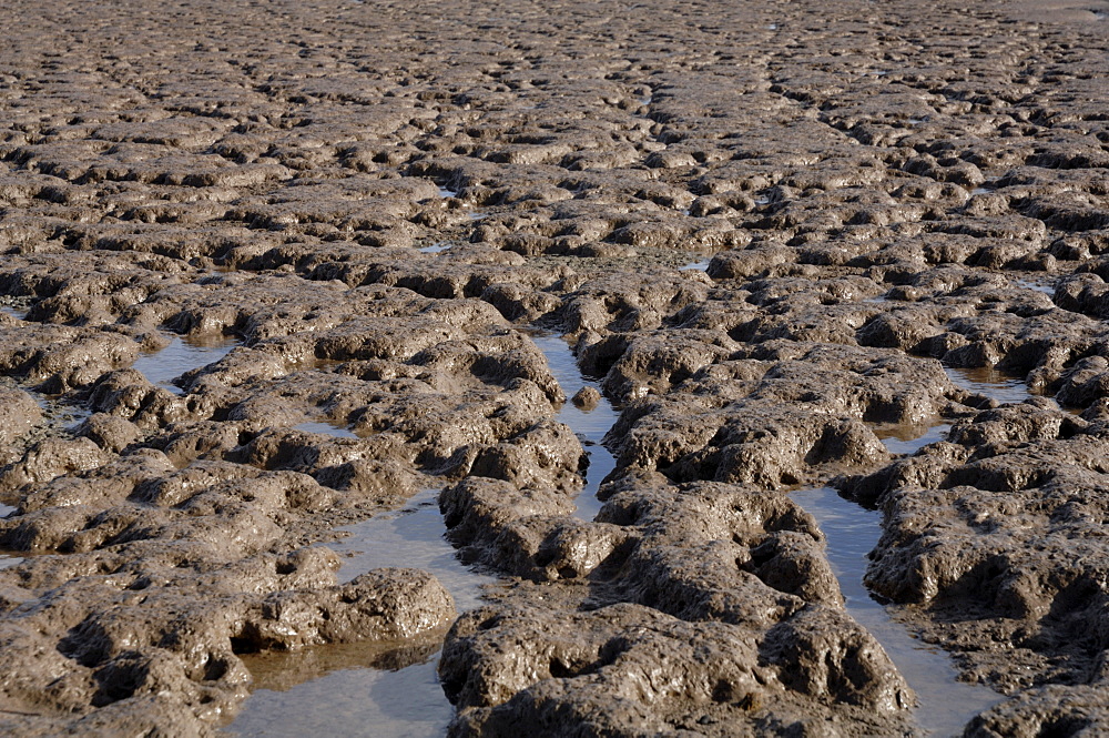 Mudflat, Goldcliff, Gwent Levels, Newport, Wales, UK, Europe