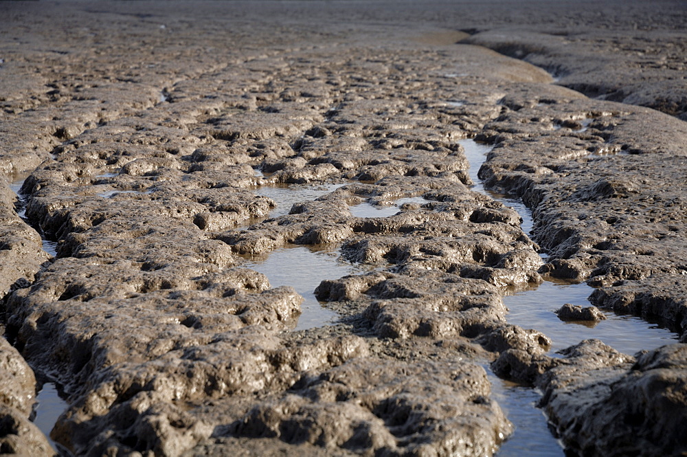 Mudflat, Goldcliff, Gwent Levels, Newport, Wales, UK, Europe