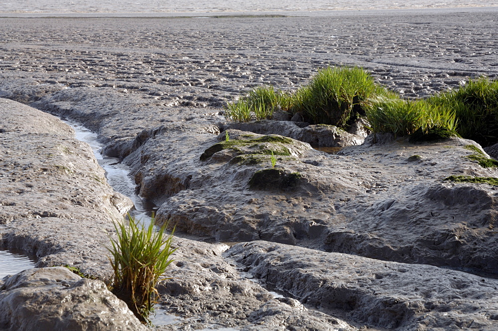 Mudflat, Goldcliff, Gwent Levels, Newport, Wales, UK, Europe