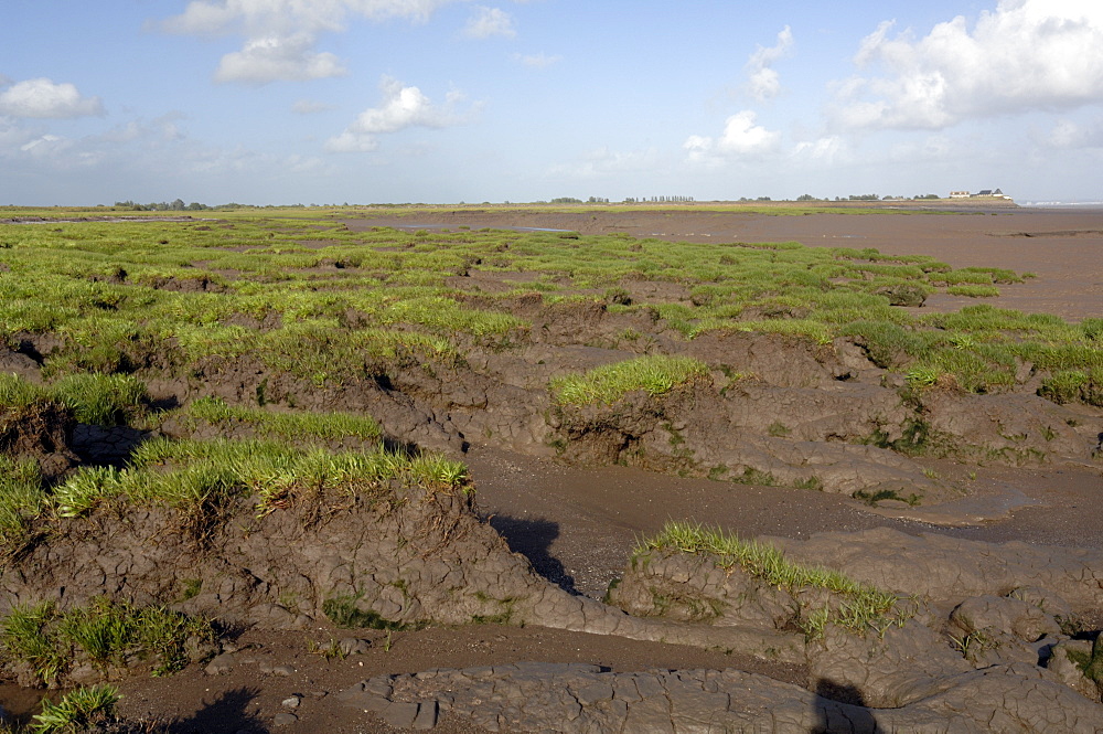 Saltmarsh, Goldcliff, Gwent Levels, Newport, Wales, UK, Europe