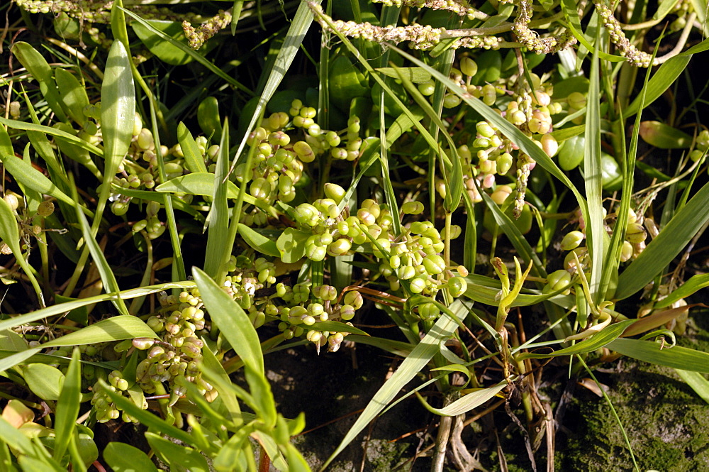 Scurvy grass Cochlearia spp. Saltmarsh, Goldcliff, Gwent Levels, Newport, Wales, UK, Europe