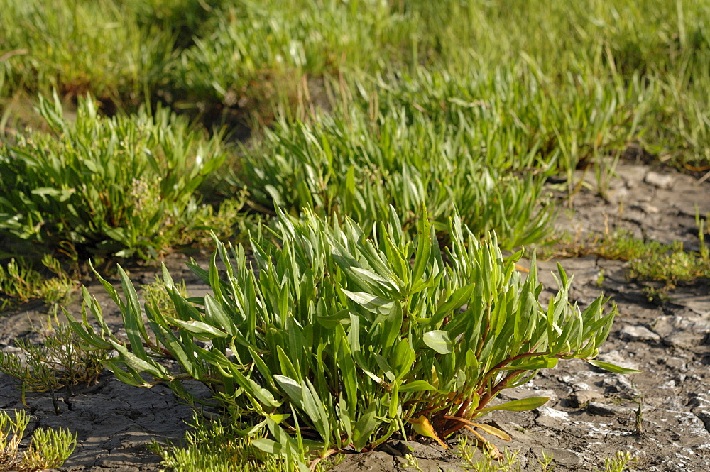 Lax-flowered Limonium humile Sea-lavender Saltmarsh, Goldcliff, Gwent Levels, Newport, Wales, UK, Europe