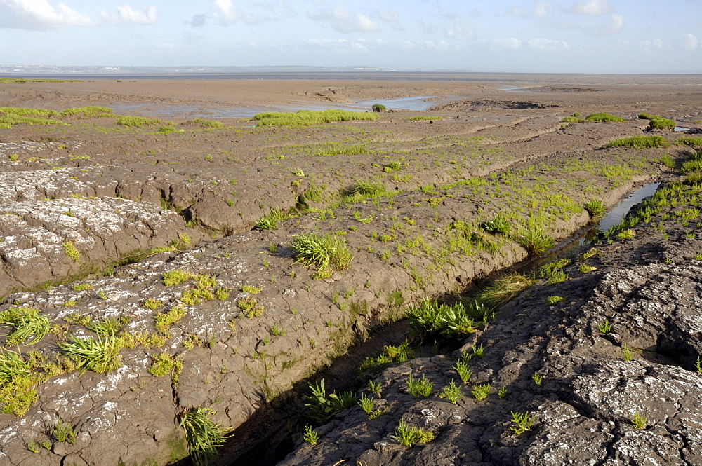 Glasswort, Salicornia, Saltmarsh, Goldcliff, Gwent Levels, Newport, Wales, UK, Europe