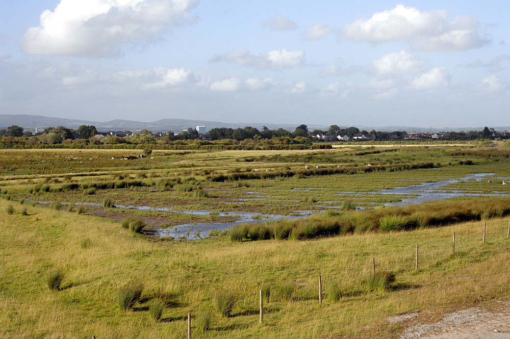 Newport Wetlands National Nature Reserve, Newport, Wales, UK, Europe