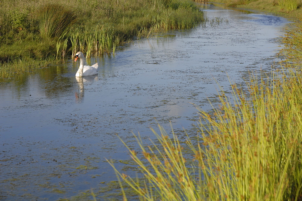 Mute swan Cygnus olor Newport Wetlands National Nature Reserve, Newport, Wales, UK, Europe