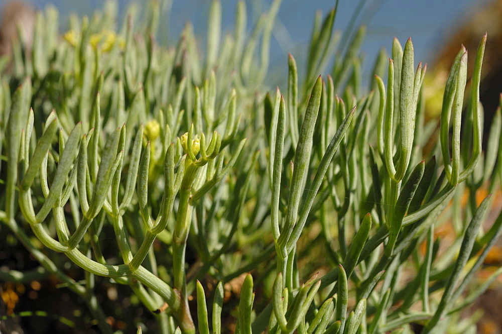 Rock samphire Crithmum maritimum Castle Bay, Dale, Pembrokeshire, Wales, UK, Europe