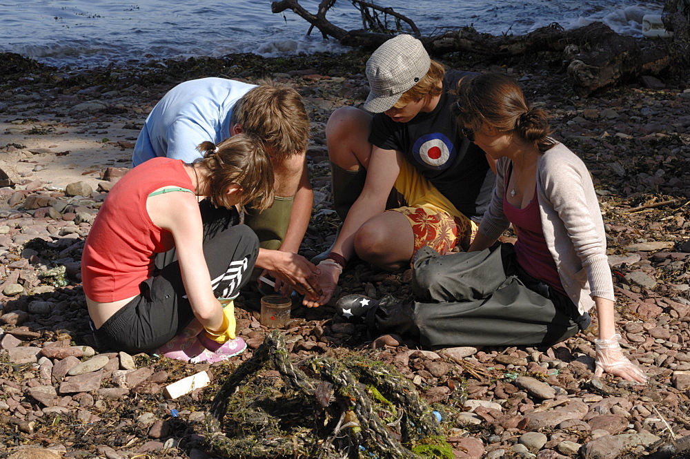 A level students doing a sandhopper survey, Castle Bay, Dale, Pembrokeshire, Wales, UK, Europe