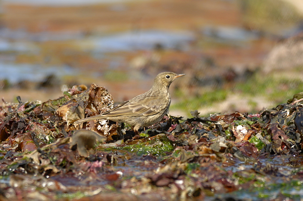 Rock Pipit Rock Pipit , St Brides Haven, Pembrokeshire, Wales, UK, Europe