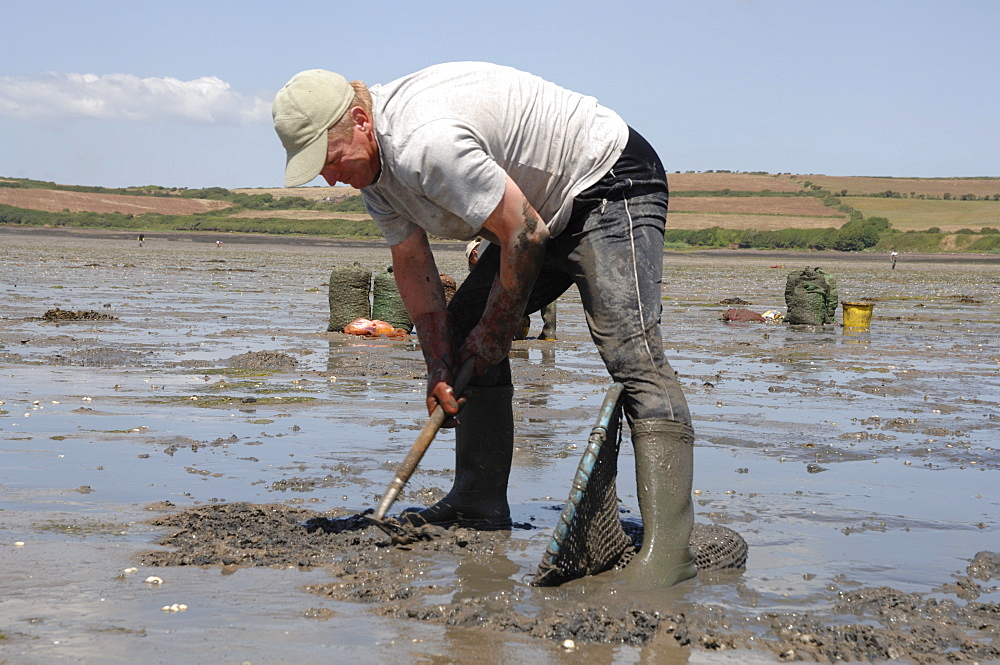 Gang of immigrant cockle pickers, Angle Bay, Milford Haven, Pembrokeshire, Wales, UK, Europe