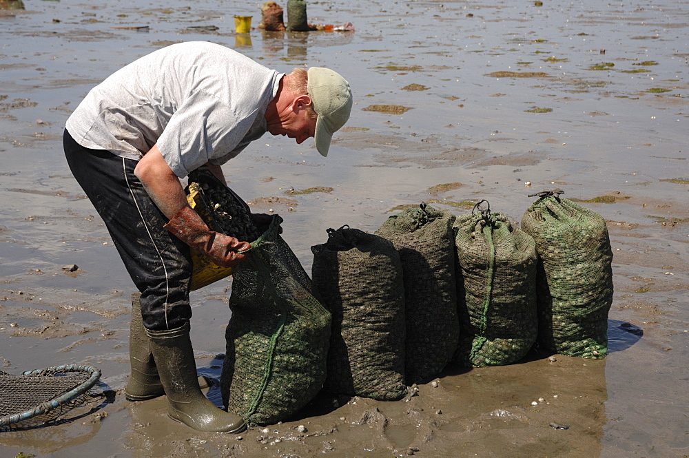 Gang of immigrant cockle pickers, Angle Bay, Milford Haven, Pembrokeshire, Wales, UK, Europe