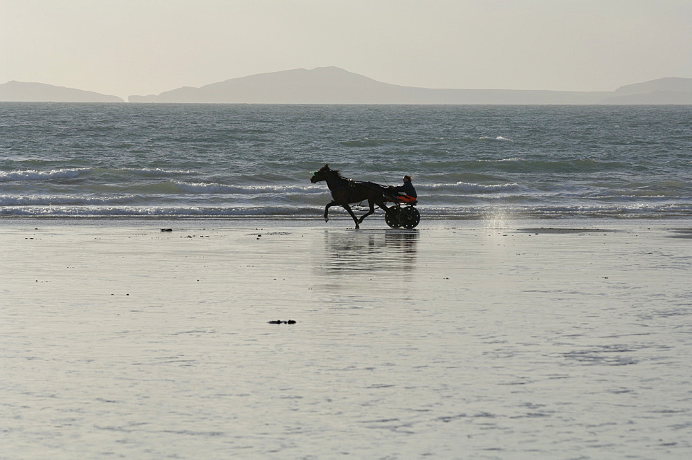 Harness racing horse, driver and buggy, Broad Haven beach, Pembrokeshire, Wales, UK, Europe