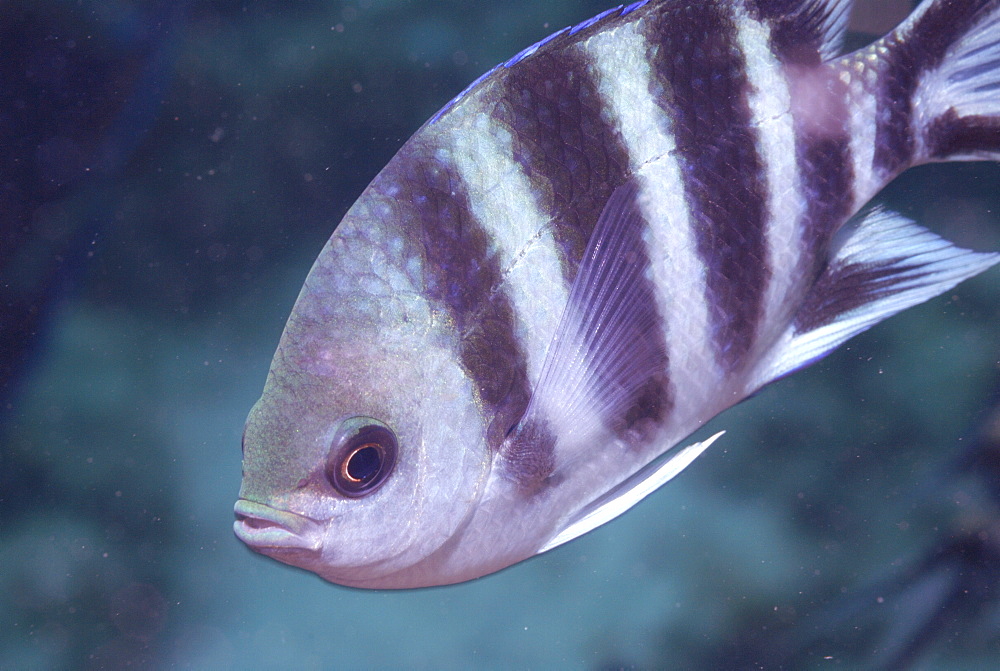 Scissortail sergeant ( Abudefduf sexfasciatus ), Mahe, Seychelles, Indian Ocean