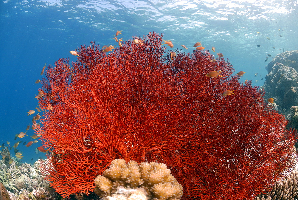 Gorgonian sea fan, Sipadan, Sabah, Malaysia, Borneo, South-east Asia