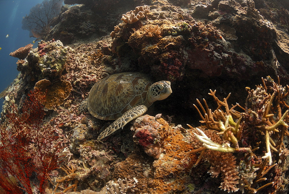 Coral reef, Sipadan, Sabah, Malaysia, Borneo, South-east Asia