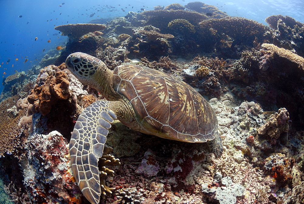 Green sea turtle ( Chelonia mydas ), Sipadan, Sabah, Malaysia, Borneo, South-east Asia