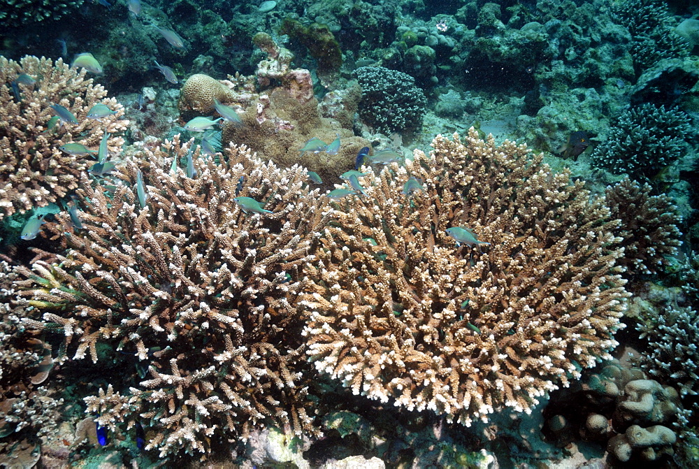 Acropora sp. hard coral and Blue-green chromis ( Chromis viridis ), Seychelles, Indian Ocean