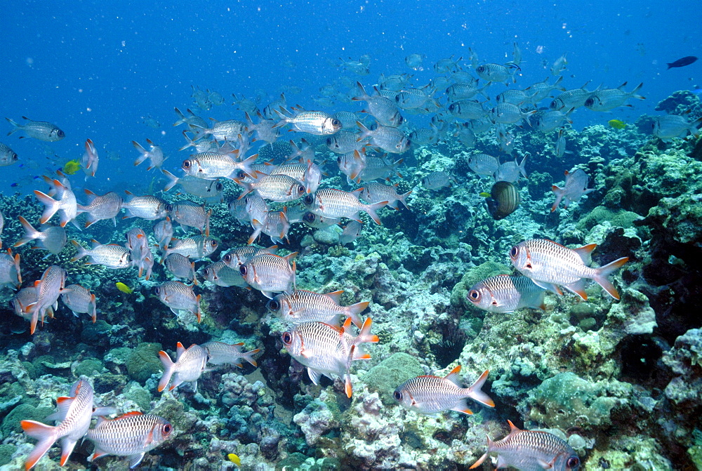 Shoal of Lattice soldierfish ( Myripristis violacea ), Mahe, Seychelles, Indian Ocean