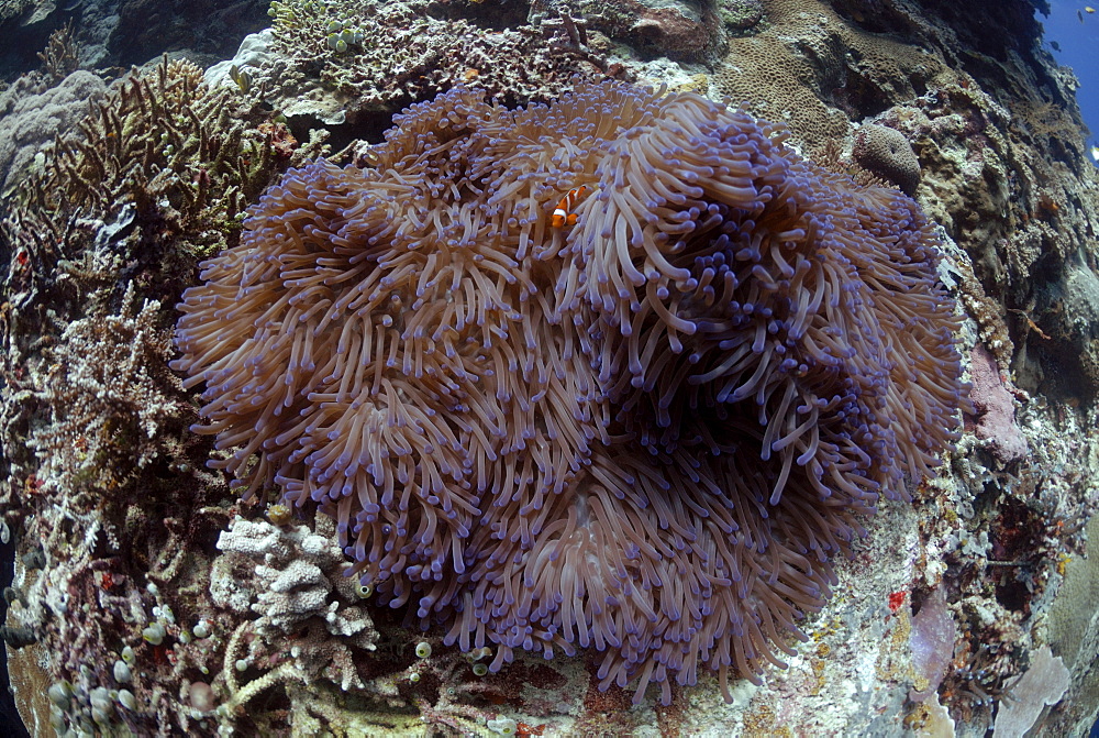 False clown anemonefish ( Amphiron ocellaris ) and anemone, Sipadan, Sabah, Malaysia, Borneo, South-east Asia