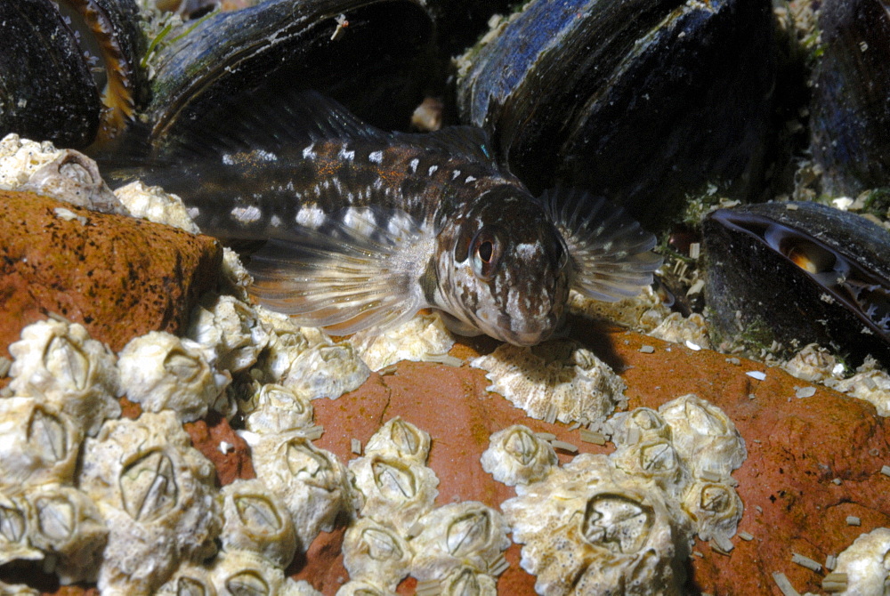 Blenny (Lipophrys pholis), St Brides, Pembrokeshire, Wales, UK, Europe        (rr)