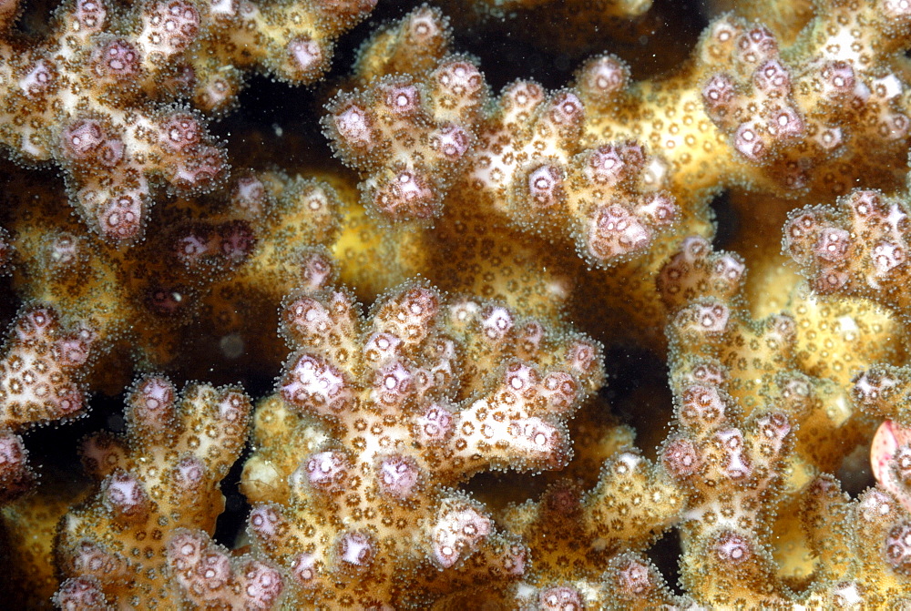 Soft coral polyps ( Dendronephythya sp.), Mahe, Seychelles, Indian Ocean