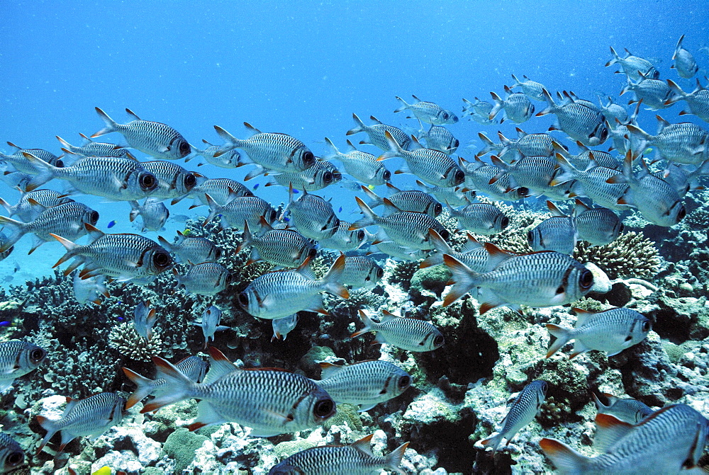 Shoal of Lattice soldierfish ( Myripristis violacea ), Mahe, Seychelles, Indian Ocean