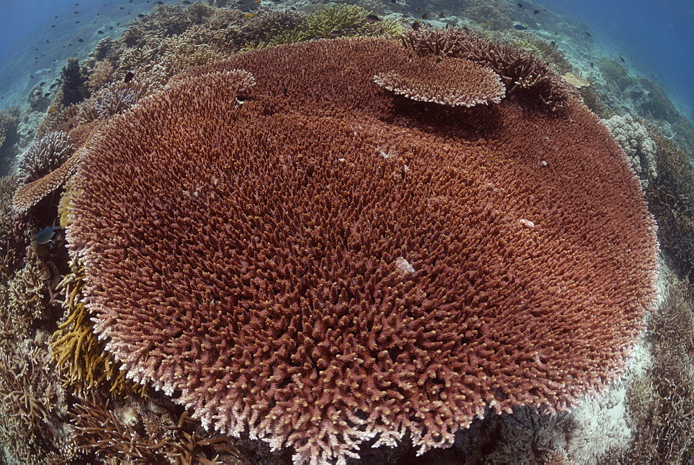 Acropora latistella, Sipadan, Sabah, Malaysia, Borneo, South-east Asia