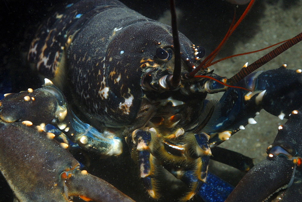 Lobster (Homarus gammarus), St Brides, Pembrokeshire, Wales, UK, Europe        (rr)