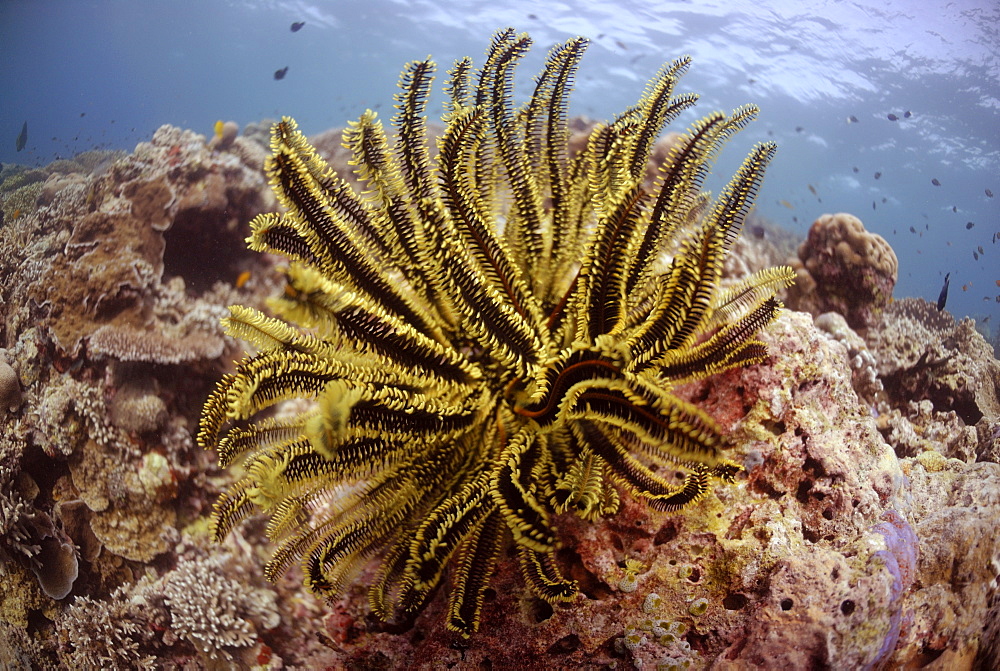 Feather Star ( Oxycomanthus bennetti ), Sipadan, Sabah, Malaysia, Borneo, South-east Asia