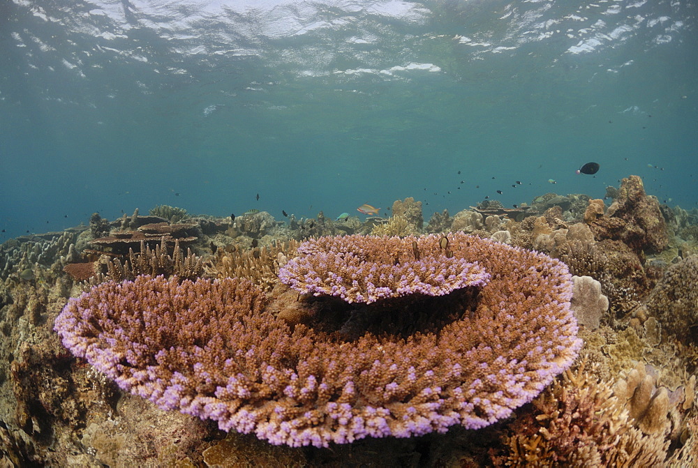 Acropora digitifera, Sipadan, Sabah, Malaysia, Borneo, South-east Asia