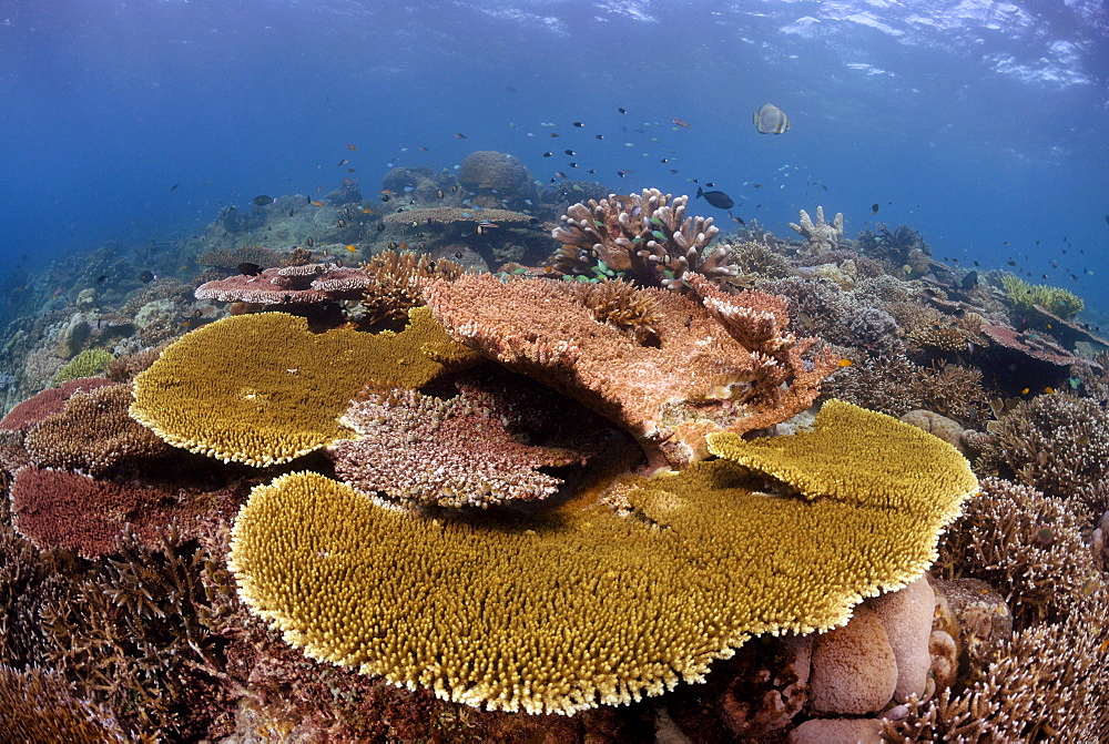 Hard corals on reef crest, Sipadan, Sabah, Malaysia, Borneo, South-east Asia