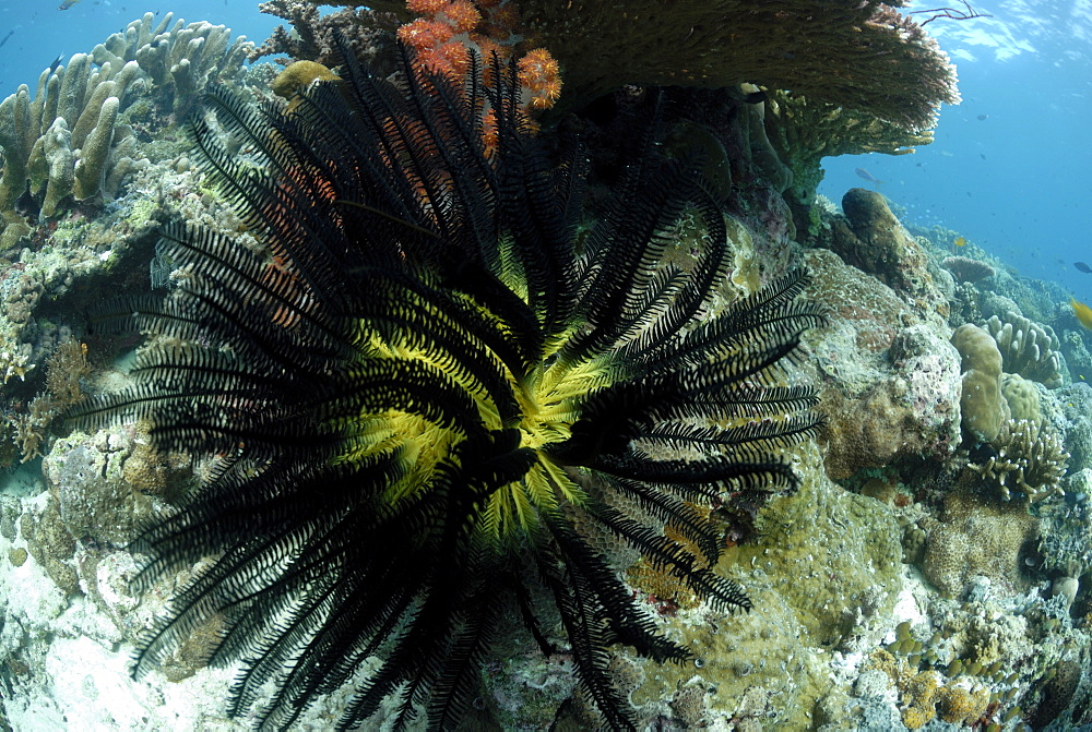 Feather Star ( Oxycomanthus bennetti ), Sipadan, Sabah, Malaysia, Borneo, South-east Asia