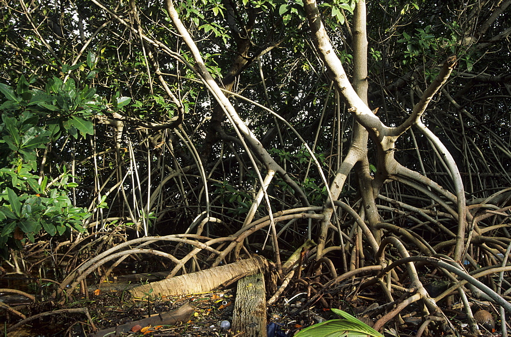 Liitter and mangrove roots, Belize Barrier Reef, Caribbean