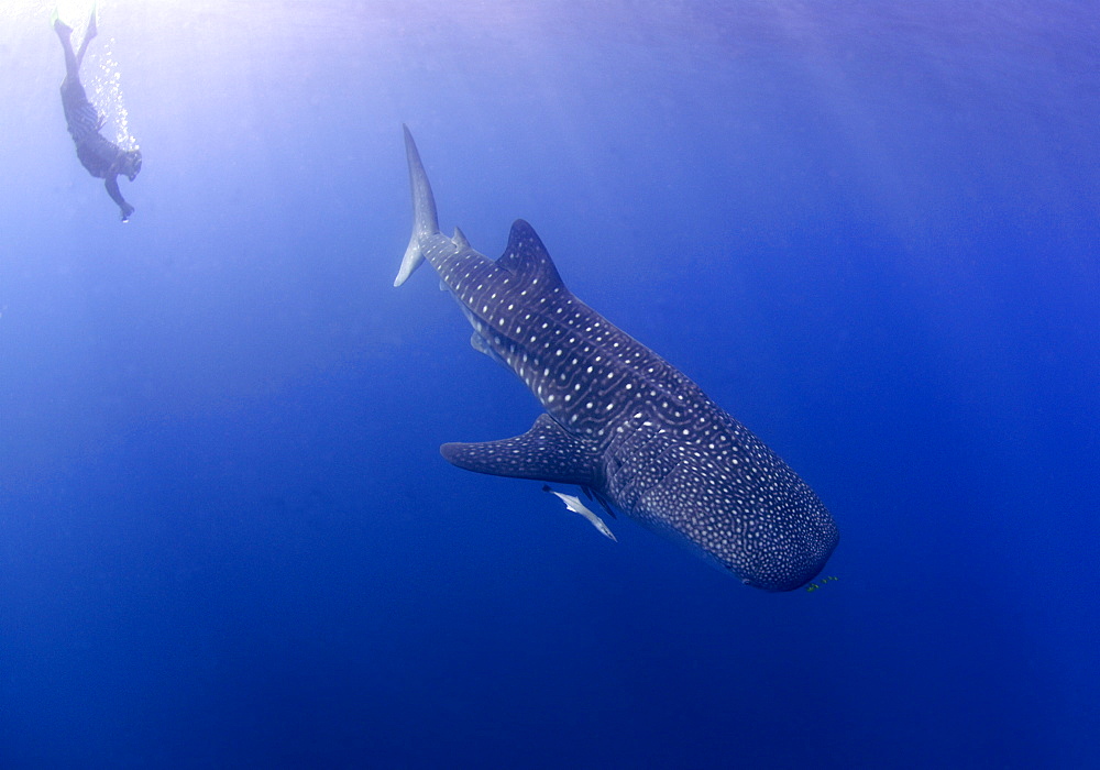 Whale shark researcher and Whale Shark , Rhincodon typus, Mahe, Seychelles, Indian Ocean