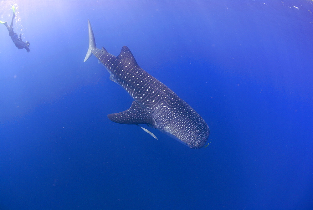 Whale shark researcher and Whale Shark , Rhincodon typus, Mahe, Seychelles, Indian Ocean