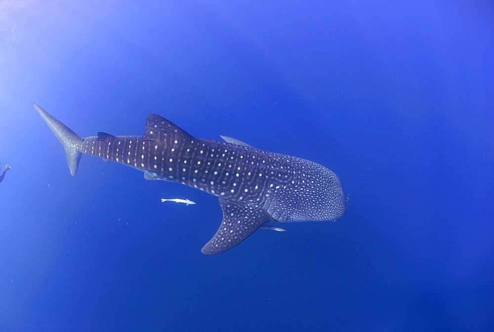 Whale Shark , Rhincodon typus, Mahe, Seychelles, Indian Ocean