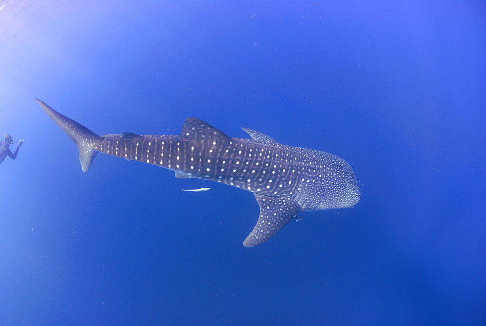 Whale Shark , Rhincodon typus, Mahe, Seychelles, Indian Ocean