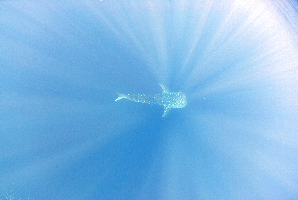 Whale Shark , Rhincodon typus, Mahe, Seychelles, Indian Ocean